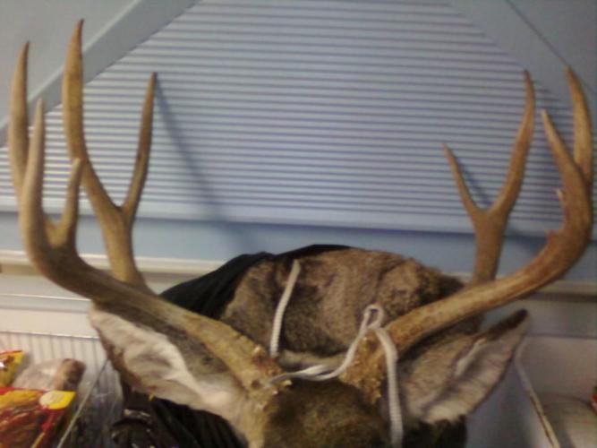 Braggin' Board Photo: Antler 1459818 743744622305774 1375635021 n