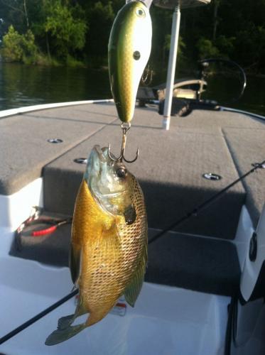 Braggin' Board Photo: Sunfish on a Sunfish