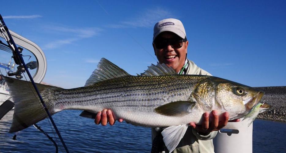 Braggin' Board Photo: Big San Luis Striper Caught on a Fly