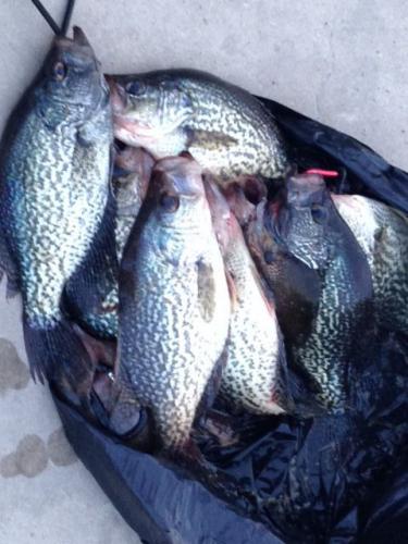 Braggin' Board Photo: Crappie Hunt 2