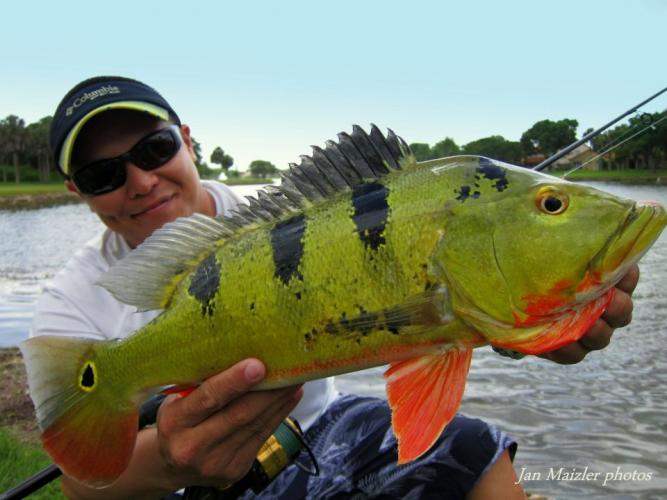 Braggin' Board Photo: Peacock Bass 2014