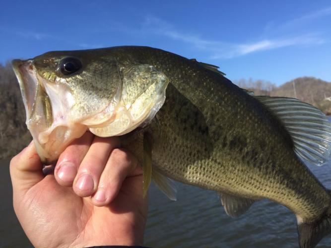 Braggin' Board Photo: Bass