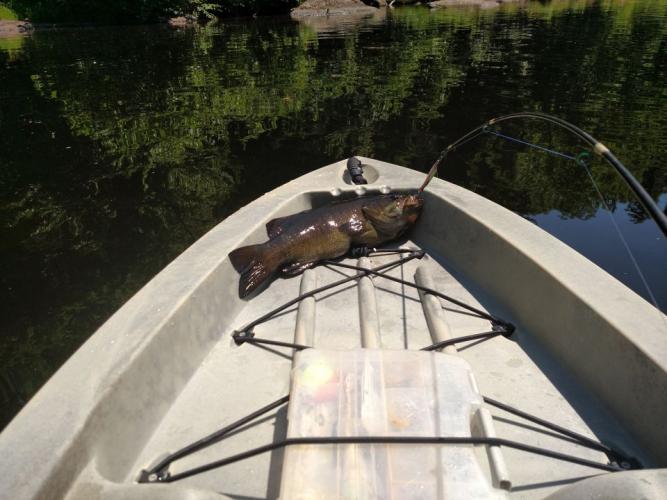 Braggin' Board Photo: Fat Smallmouth: Kayak River Fishing