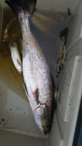 Braggin' Board Photo: Texas City Dike trout