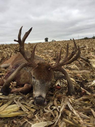 Braggin' Board Photo: non-typical deer