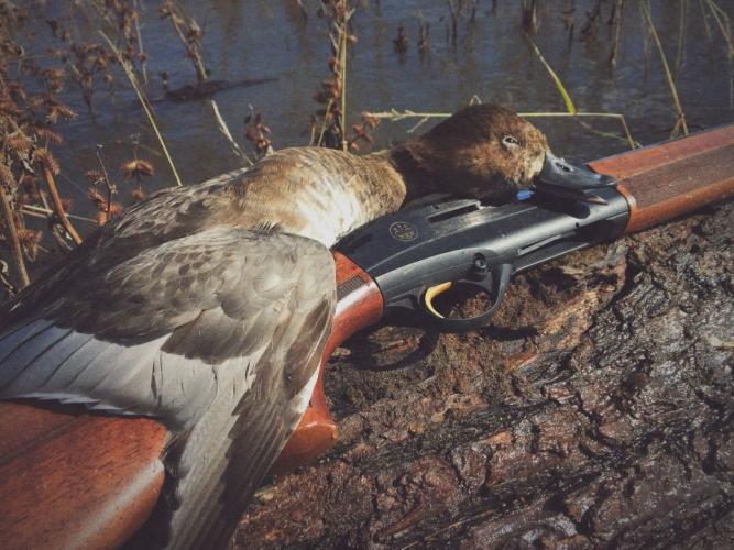 Braggin' Board Photo: Redhead Hen at Four Rivers 2014