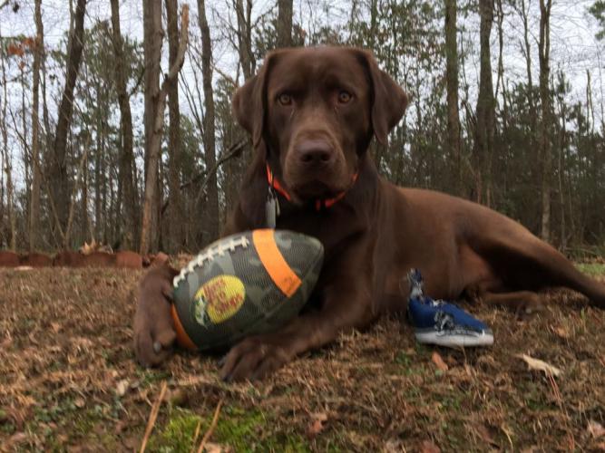 Braggin' Board Photo: My Dog's Super Bowl Ad