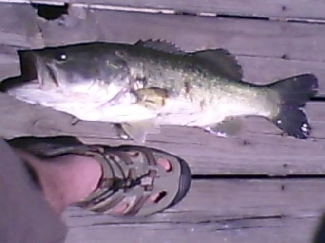 Braggin' Board Photo: Large Largemouth