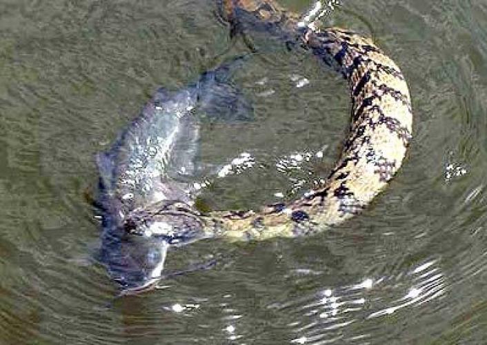 Braggin' Board Photo: Battle Royal Snake vs Catfish