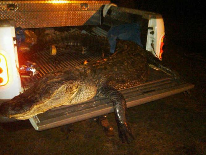 Braggin' Board Photo: 10 1/2-foot Gator