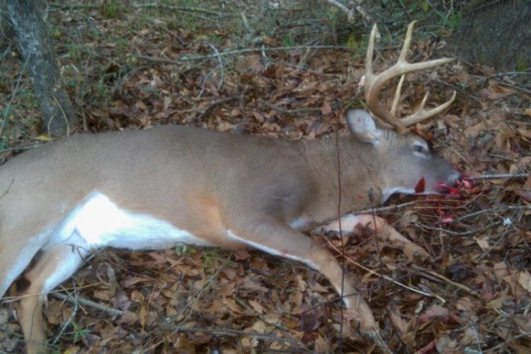 Braggin' Board Photo: Stinking Buck