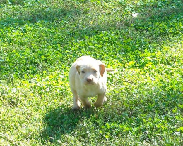 Braggin' Board Photo: Foster Puppy Pearl