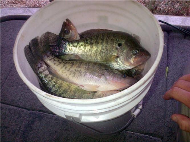 Braggin' Board Photo: Crappie Fishing on Pickwick Lake
