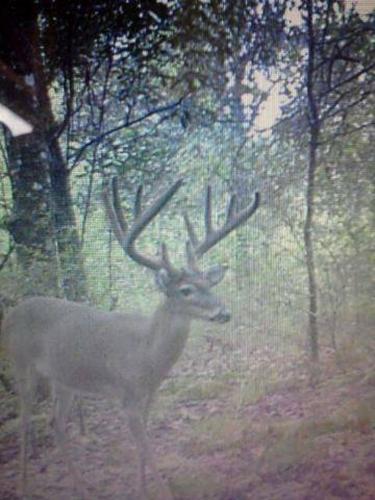 Braggin' Board Photo: Trail Cam Photo