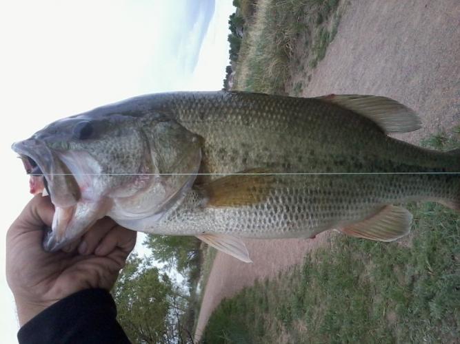 Braggin' Board Photo: Another Colorado Piggy!!!