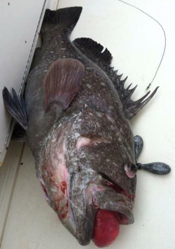 Braggin' Board Photo: Grouper