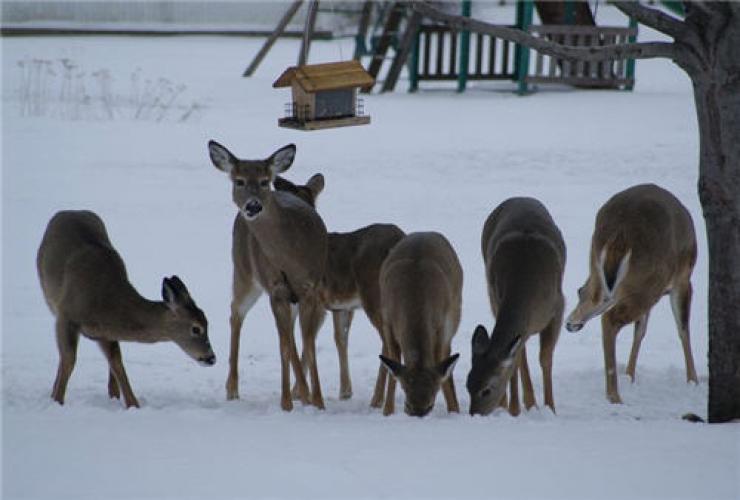 Braggin' Board Photo: Pennsylvania Whitetails