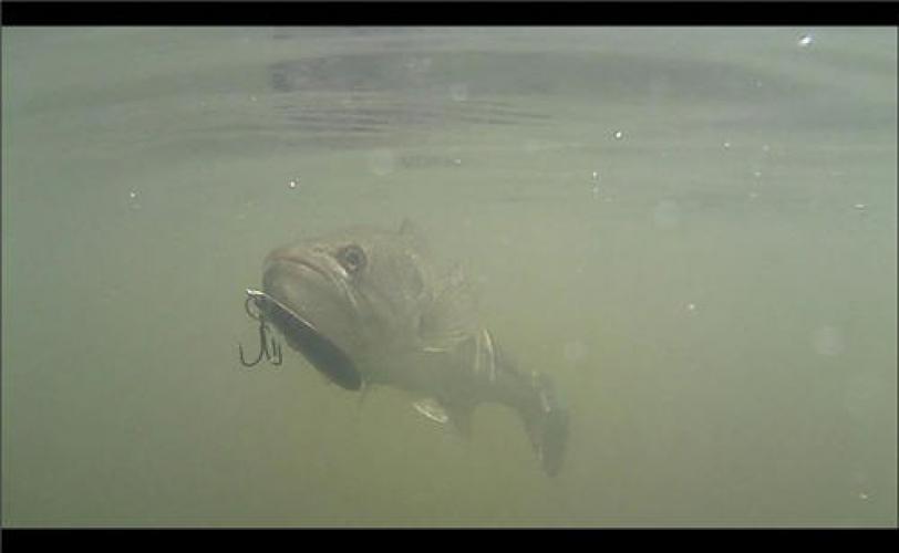 Braggin' Board Photo: Still shot taken from video