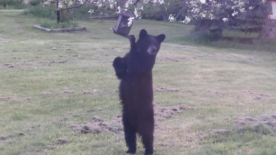 Braggin' Board Photo: Little Bear at The Bird Feeder
