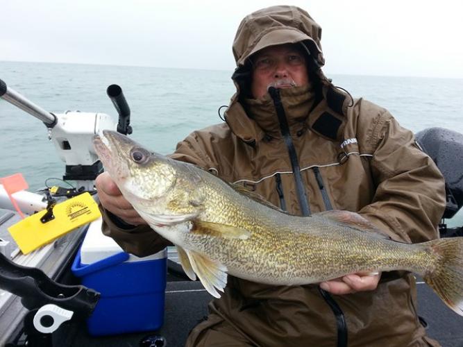 Braggin' Board Photo: Nice Lake Erie Walleye