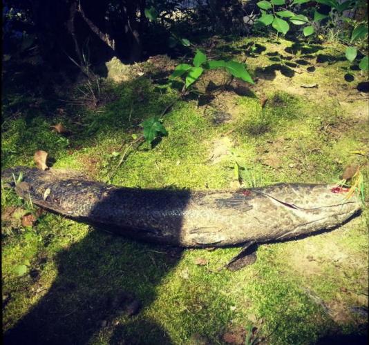 Braggin' Board Photo: Snakehead fish bowie 10lbs