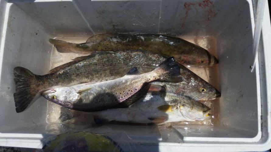 Braggin' Board Photo: Rollover pass trout