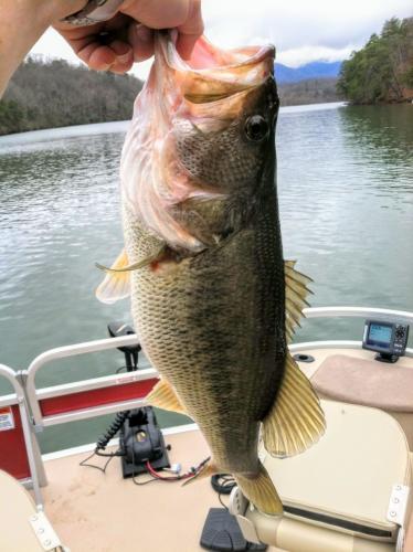 Braggin' Board Photo: Nice Bass from Lake Adger