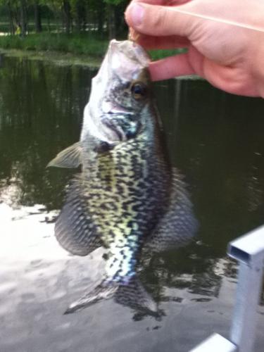 Braggin' Board Photo: crappie