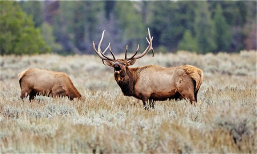 Braggin' Board Photo: elk wy 2