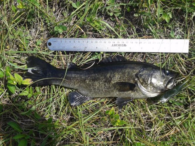 Braggin' Board Photo: Caught this bass on a ZOOM Horny Toad