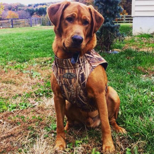 Braggin' Board Photo: Duck Hunting Pal