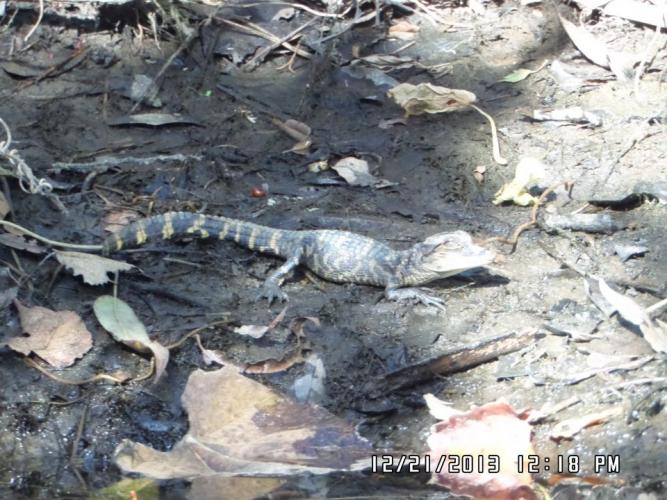 Braggin' Board Photo: Where's my momma (baby alligator)