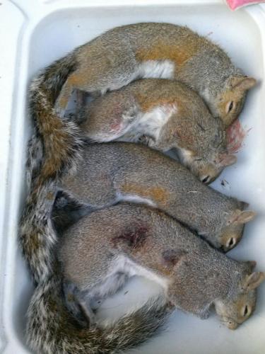 Braggin' Board Photo: Nice Squirrel Harvest