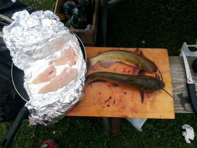 Braggin' Board Photo: trout filleted and bullheads channels stonelick lake jerry