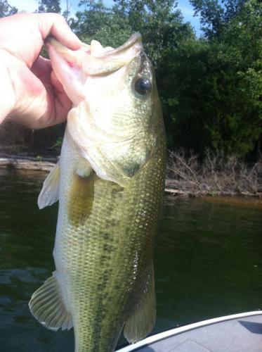 Braggin' Board Photo: Largemouth on Percy Priest lake