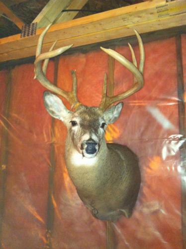 Braggin' Board Photo: My 8 Point 2010 Buck