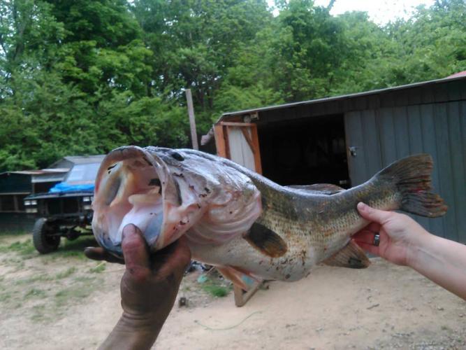 Braggin' Board Photo: Largemouth