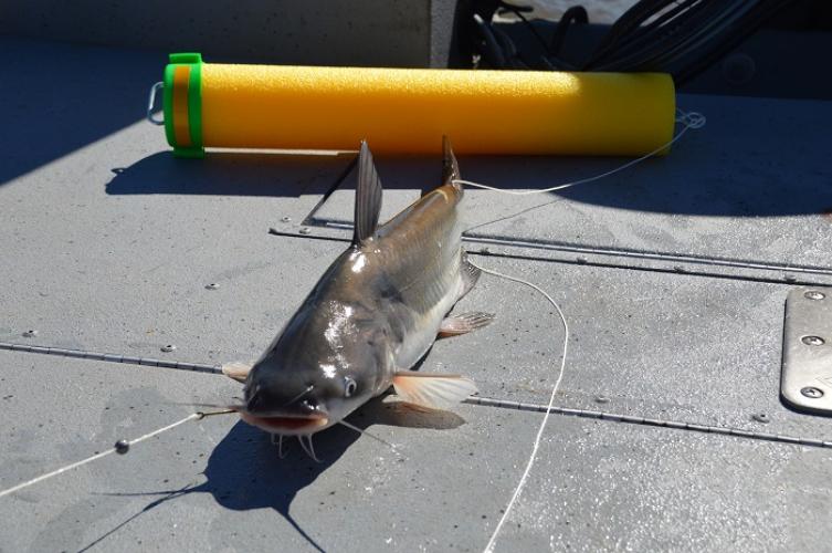 Pier rod holder?  Catfish Angler Forum at USCA
