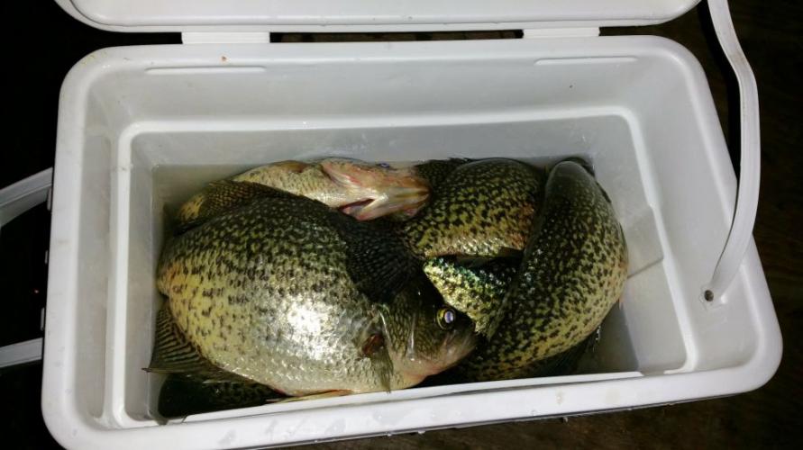 Braggin' Board Photo: Crappie Catch