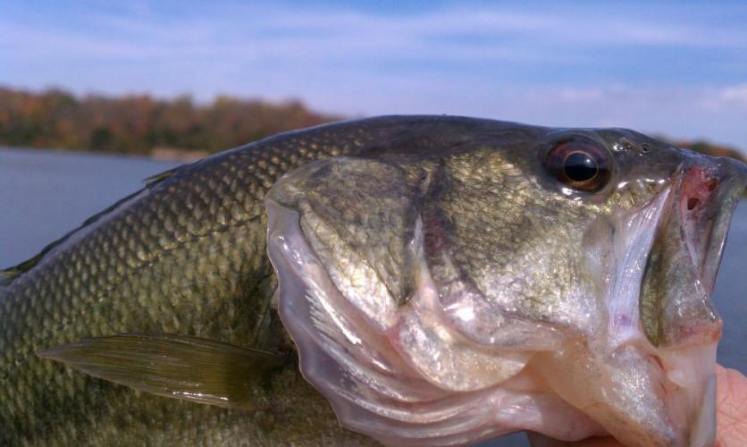 Braggin' Board Photo: large mouth bank fishing jerry