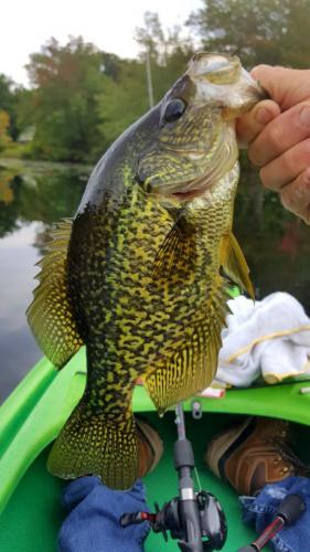 Braggin' Board Photo: Pretty Crappie