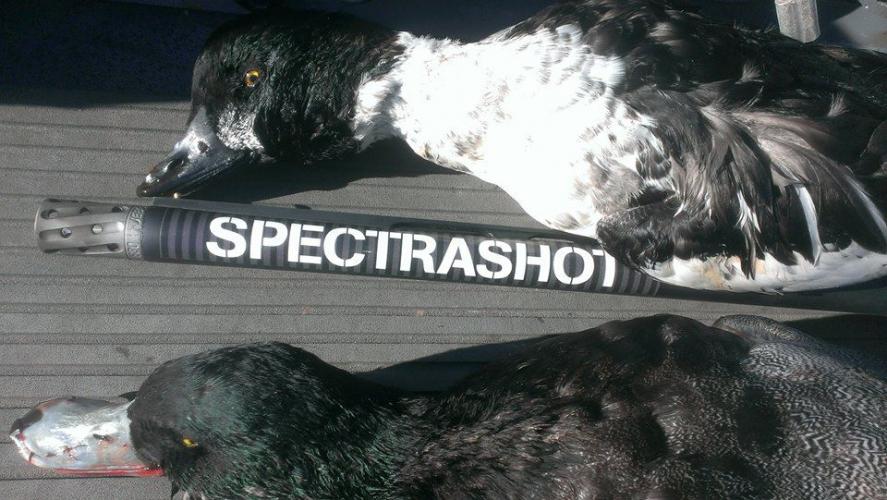 Braggin' Board Photo: goldeneye and bluebill ducks