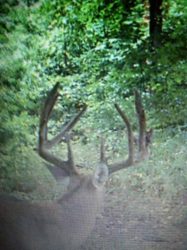 Braggin' Board Photo: 2014 Buck