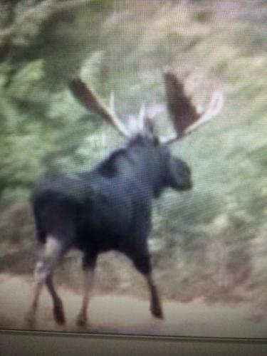 Braggin' Board Photo: Moose hunt in 2014