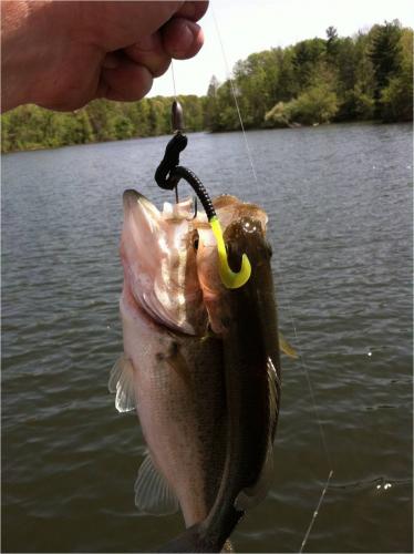 Braggin' Board Photo: 2 bass 1 hook