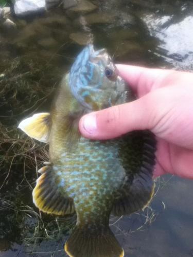 Braggin' Board Photo: Crappie