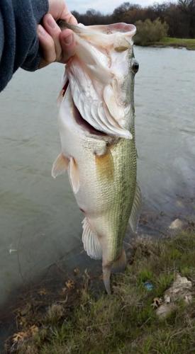 Braggin' Board Photo: bass 9