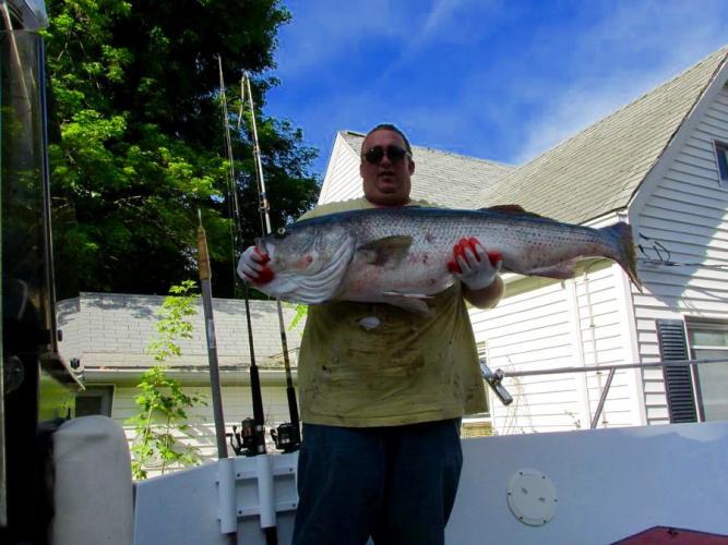 Braggin' Board Photo: 57.7 lb striped bass