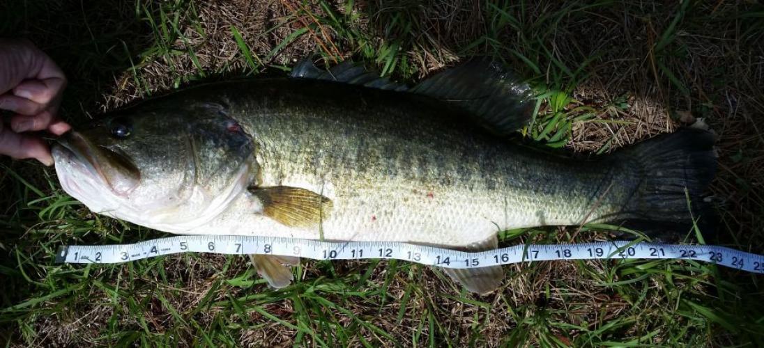 Braggin' Board Photo: Bass