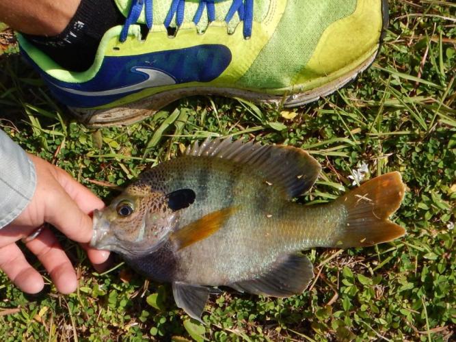 Braggin' Board Photo: Viera, Florida Bluegill